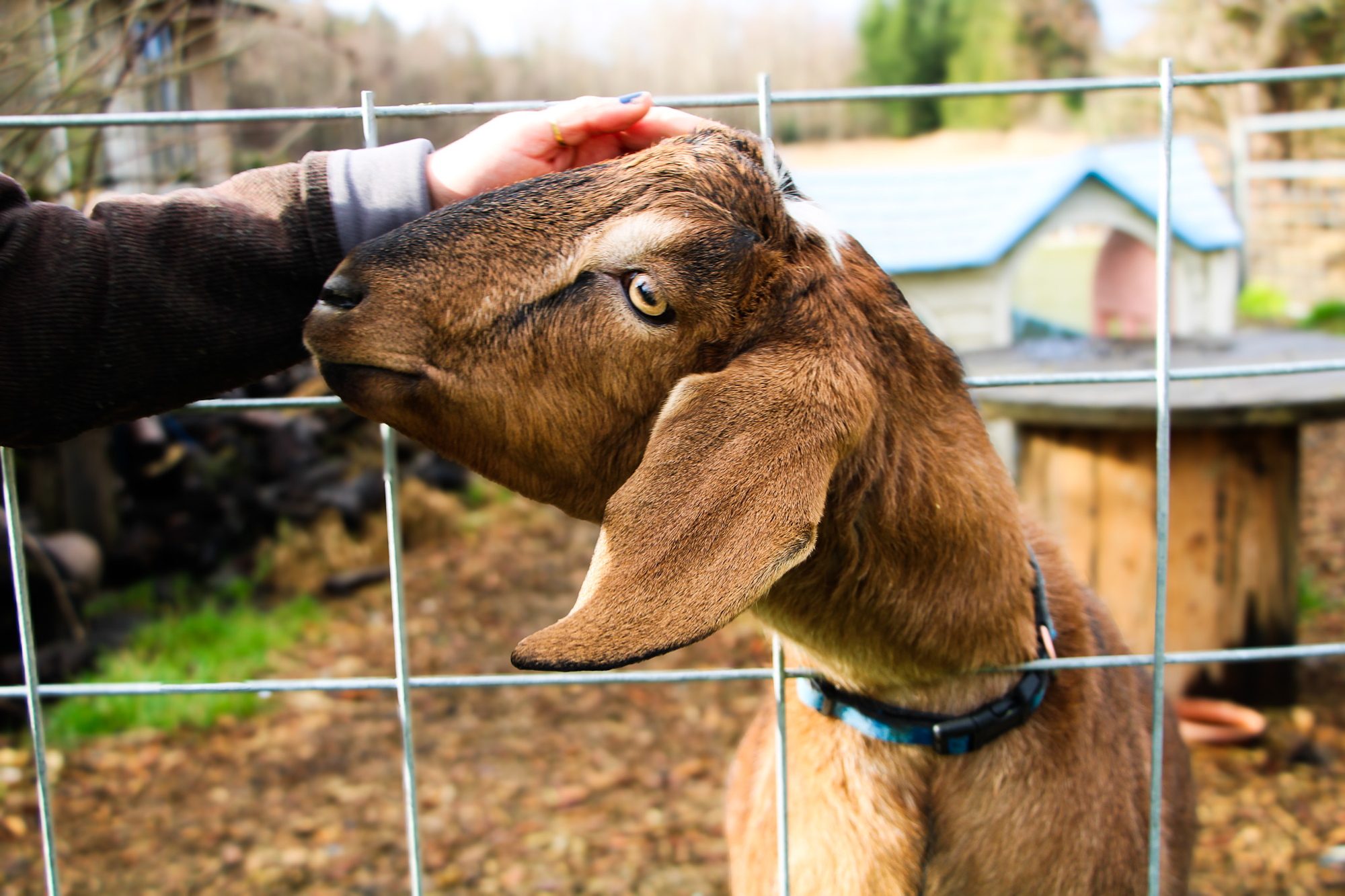 A person petting a goat through a wire fence.