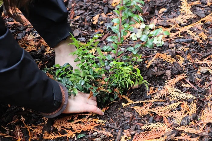 Hands planting a small shrub in soil surrounded by fallen leaves.