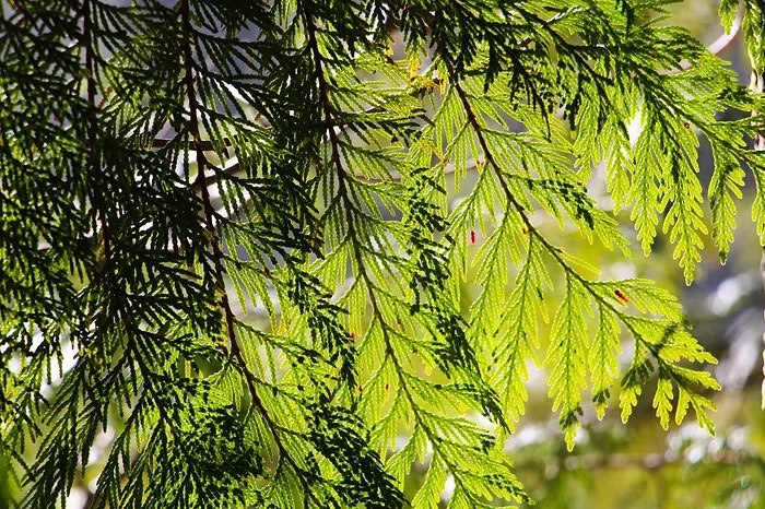 Sunlit green cedar leaves with intricate patterns, casting shadows.