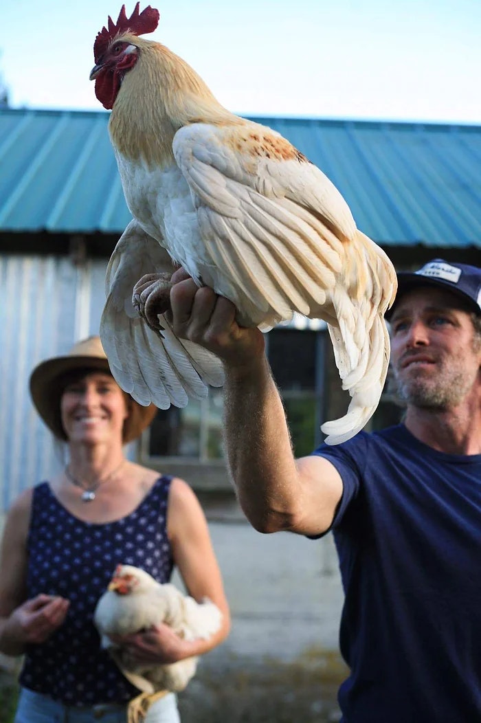 A man holds a large chicken in his hand, while a woman holds another chicken in the background.