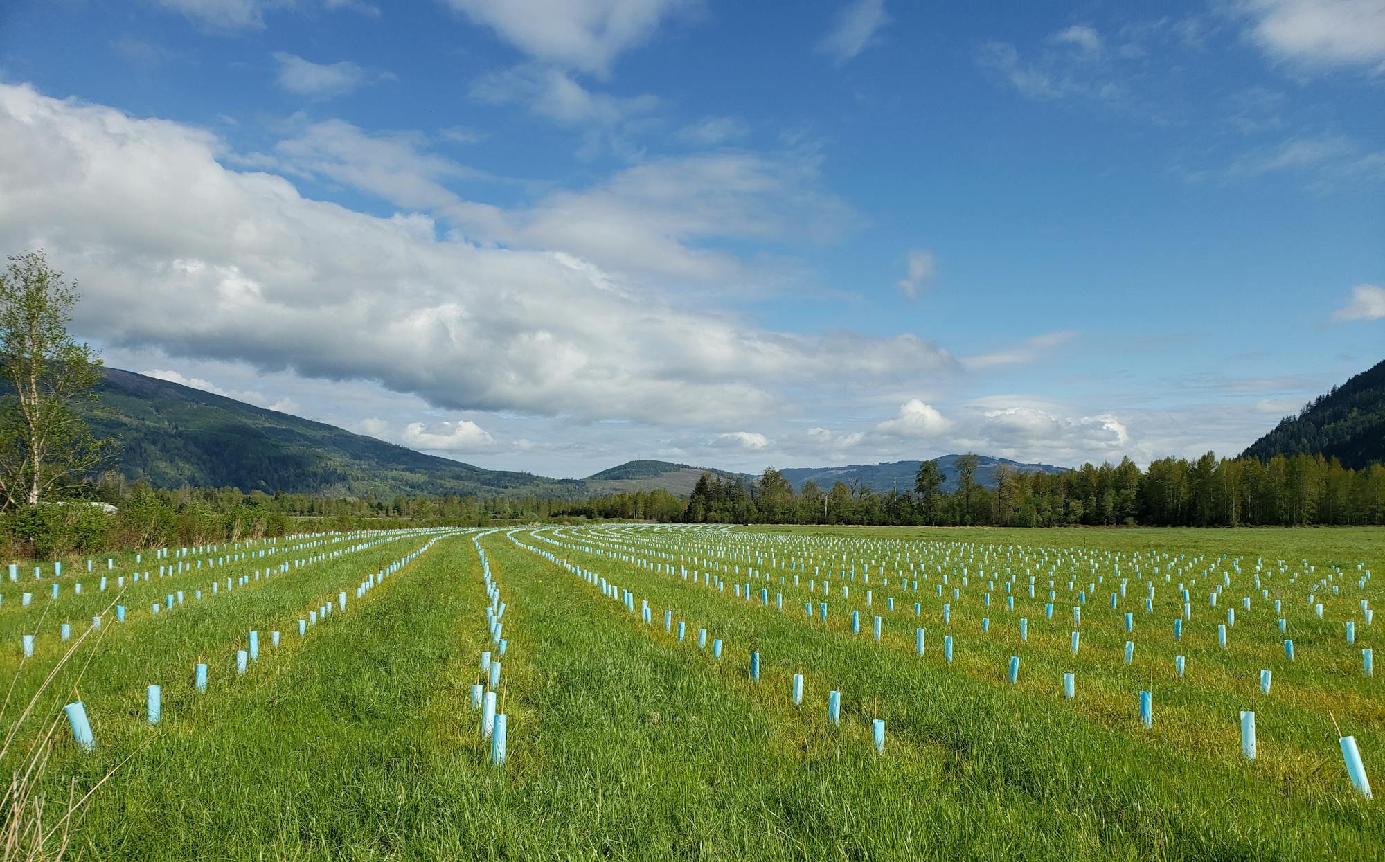 A green field with rows of stakes, possibly for young plants, under a blue sky with clouds and mountains in the background.