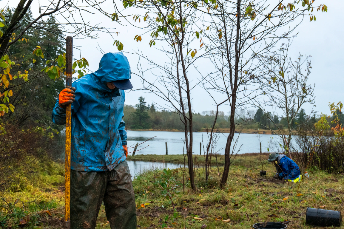 Two people in rain gear planting trees by a riverside on a wet day.