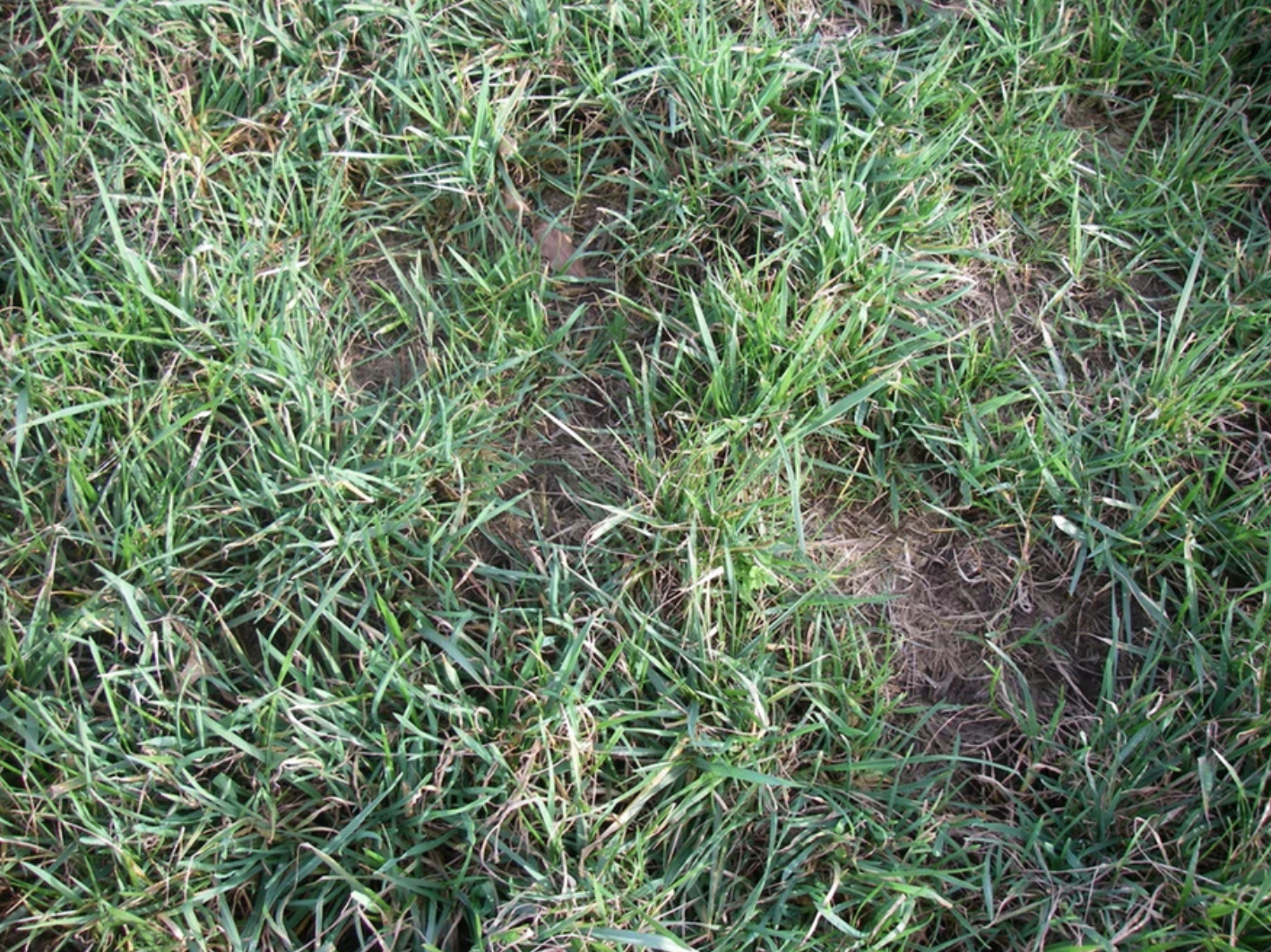 Green grass with patches of bare soil.