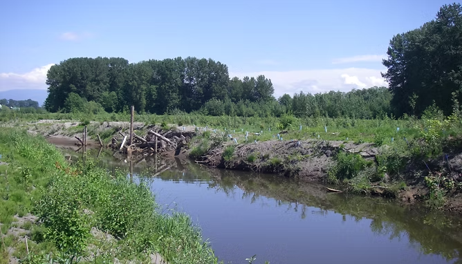 A calm river with surrounding greenery and trees under a clear blue sky. Logs are visible on the riverbanks.