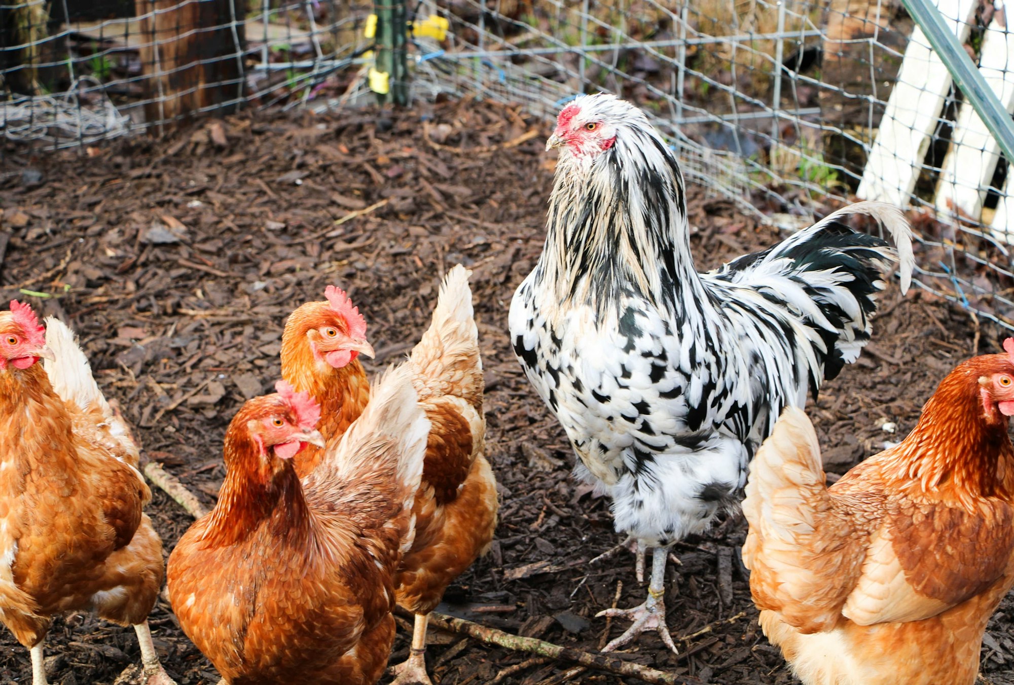 A group of chickens and a rooster in a fenced area on bark mulch.