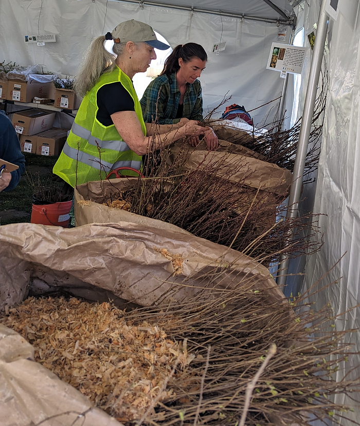 Two people are sorting branches in large paper bags inside a tent.