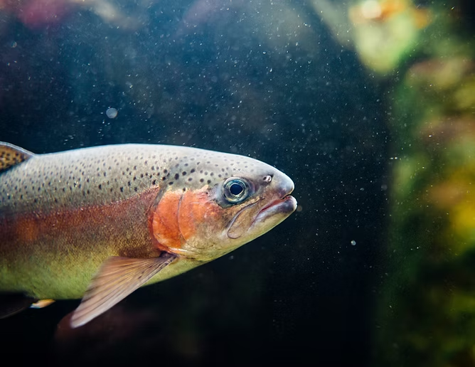 A trout swimming underwater, with vibrant colors and a speckled body against a dark aquatic background.