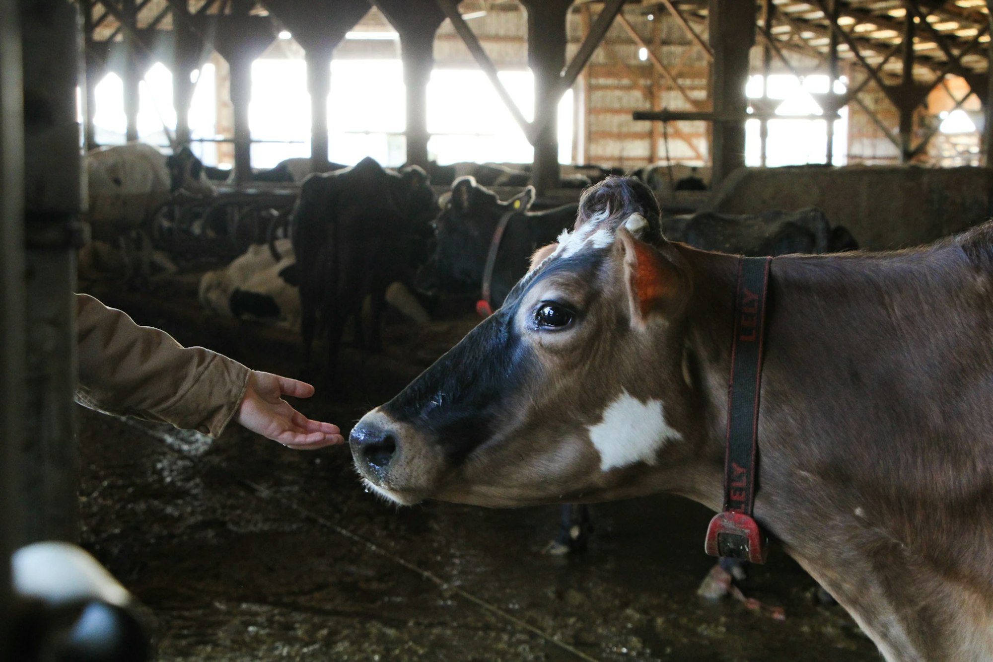 A person reaches their hand towards a cow inside a barn, with more cows visible in the background.
