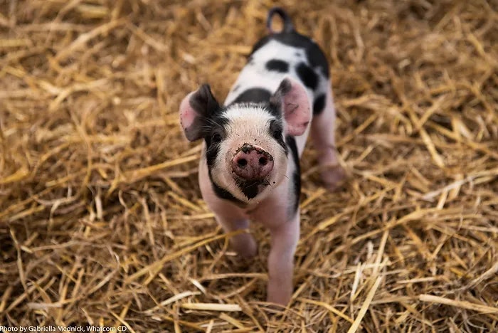 A cute piglet standing on straw, looking at the camera.