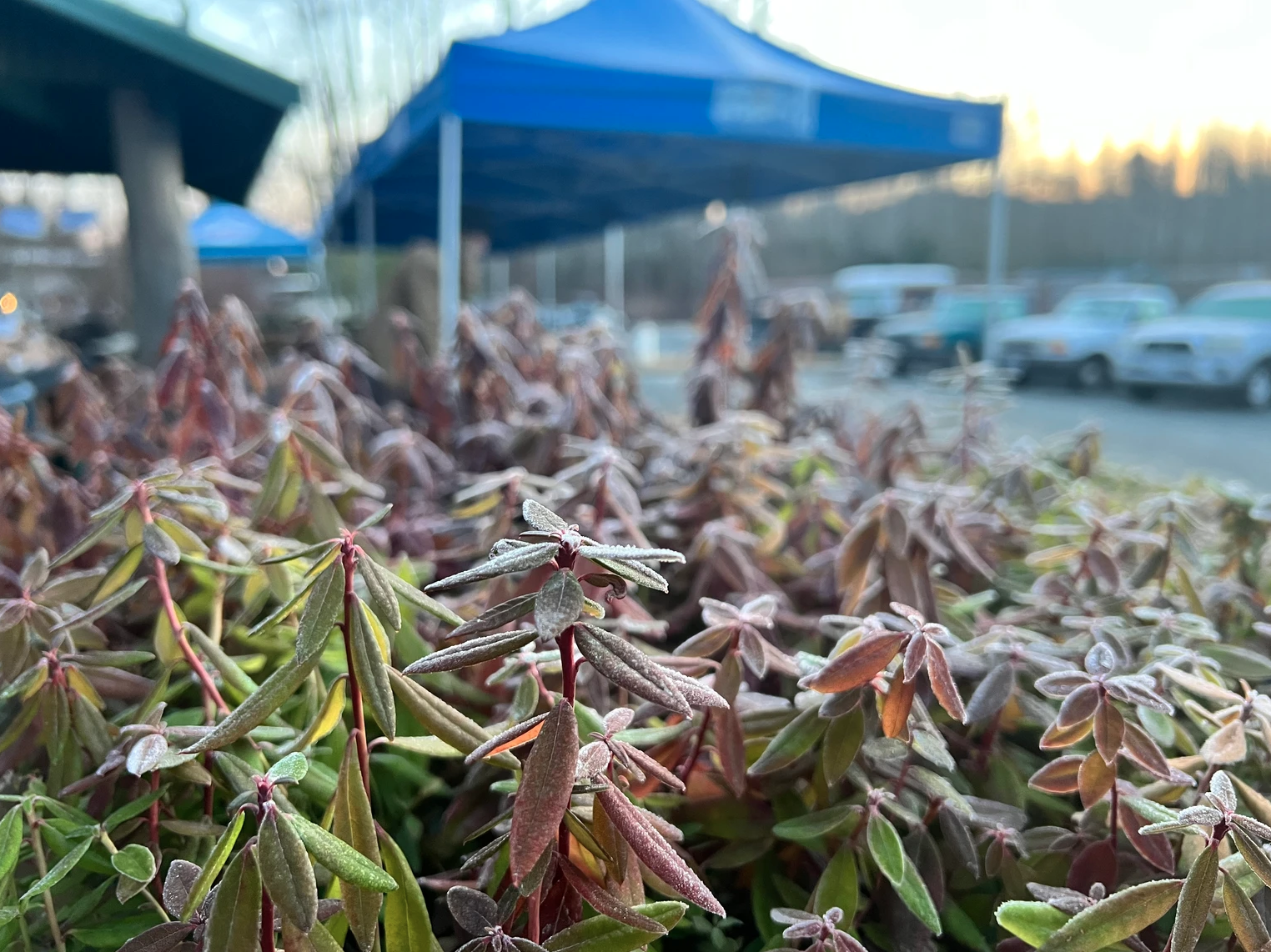 Frost-covered leaves in the foreground with blurred blue tents and parked cars in the background.