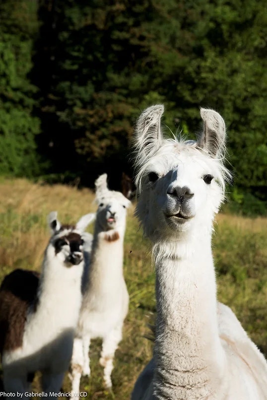 Three llamas standing in a grassy field with trees in the background.