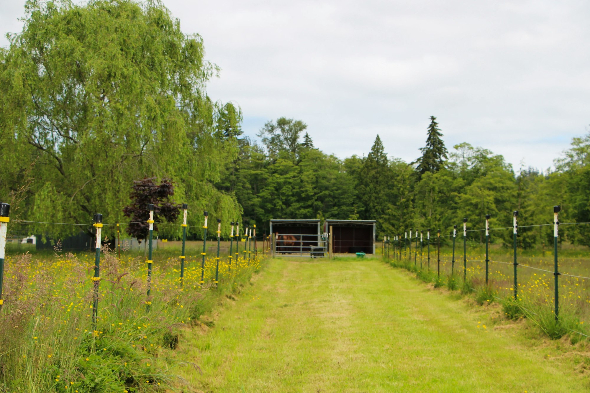 A fenced rural pathway leading to a stable with trees and grass on either side.