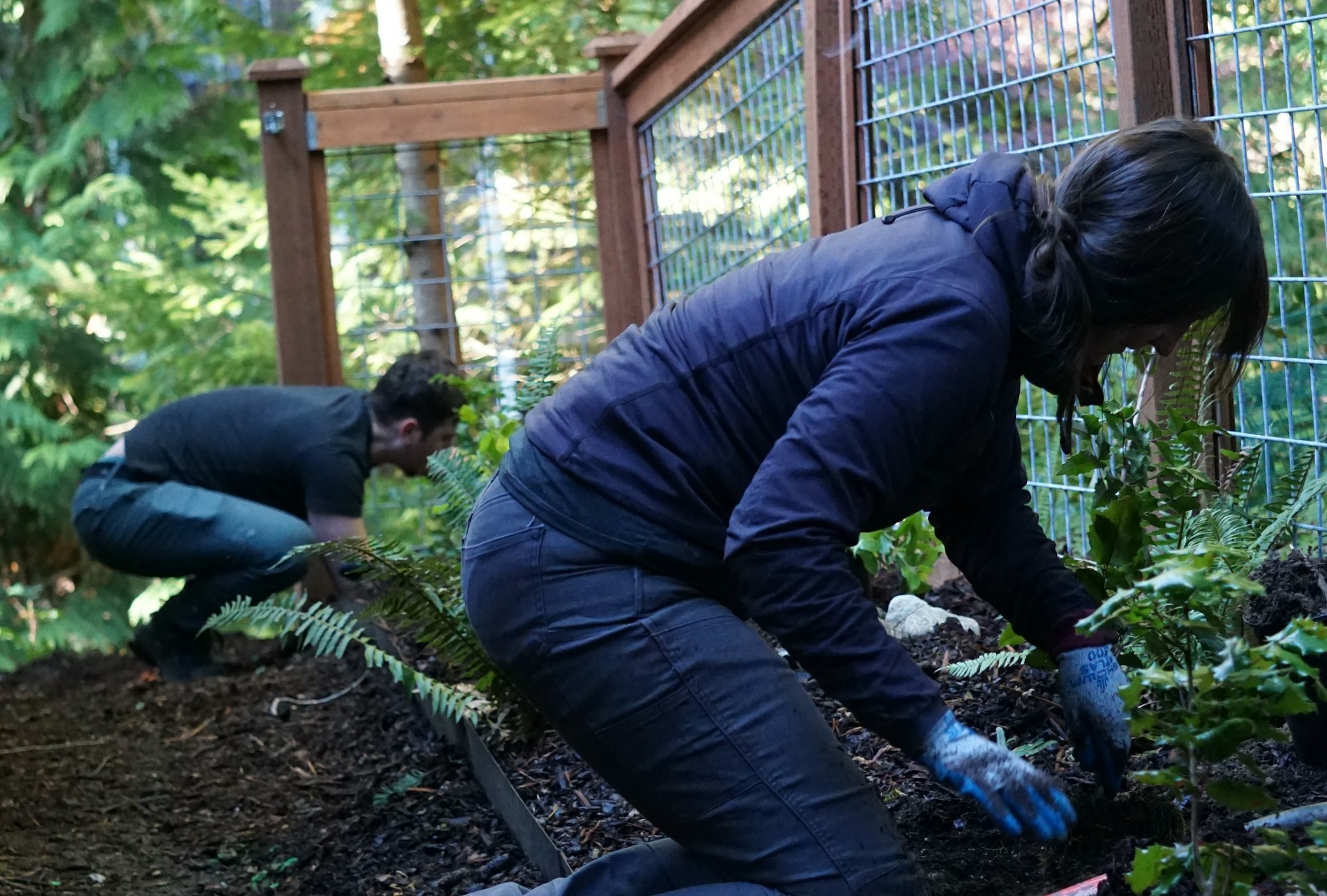 Two people are gardening by a fence, planting in a garden bed with various plants.
