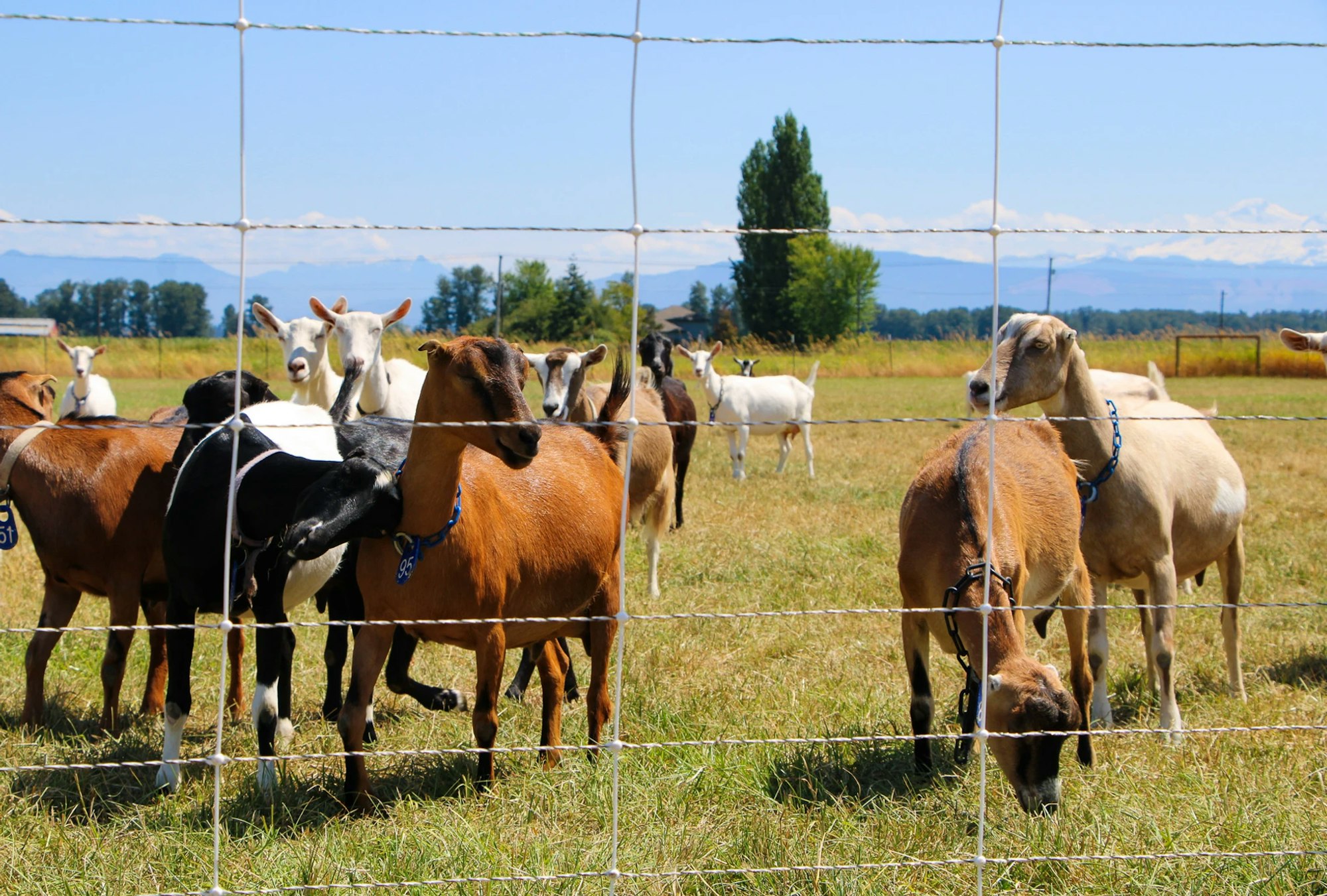 A group of goats in a grassy field behind a wire fence, with trees and mountains in the background.