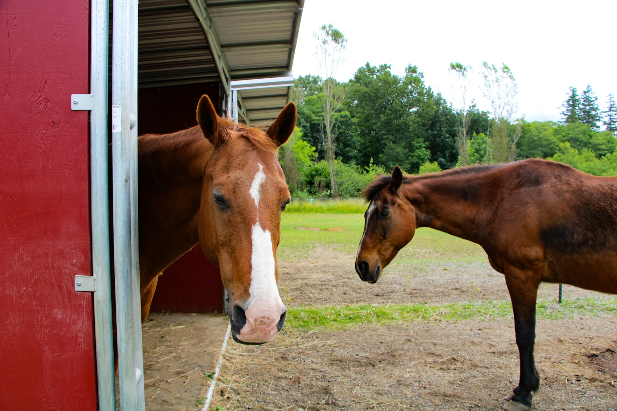Two horses near a red barn, one inside, the other outside on a grassy field.