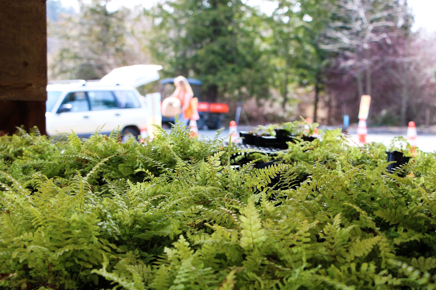 Foreground ferns, blurred figure near a car with open trunk in the background, outdoor setting with traffic cones.