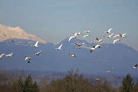 A flock of birds flying with mountains in the background under a clear sky.