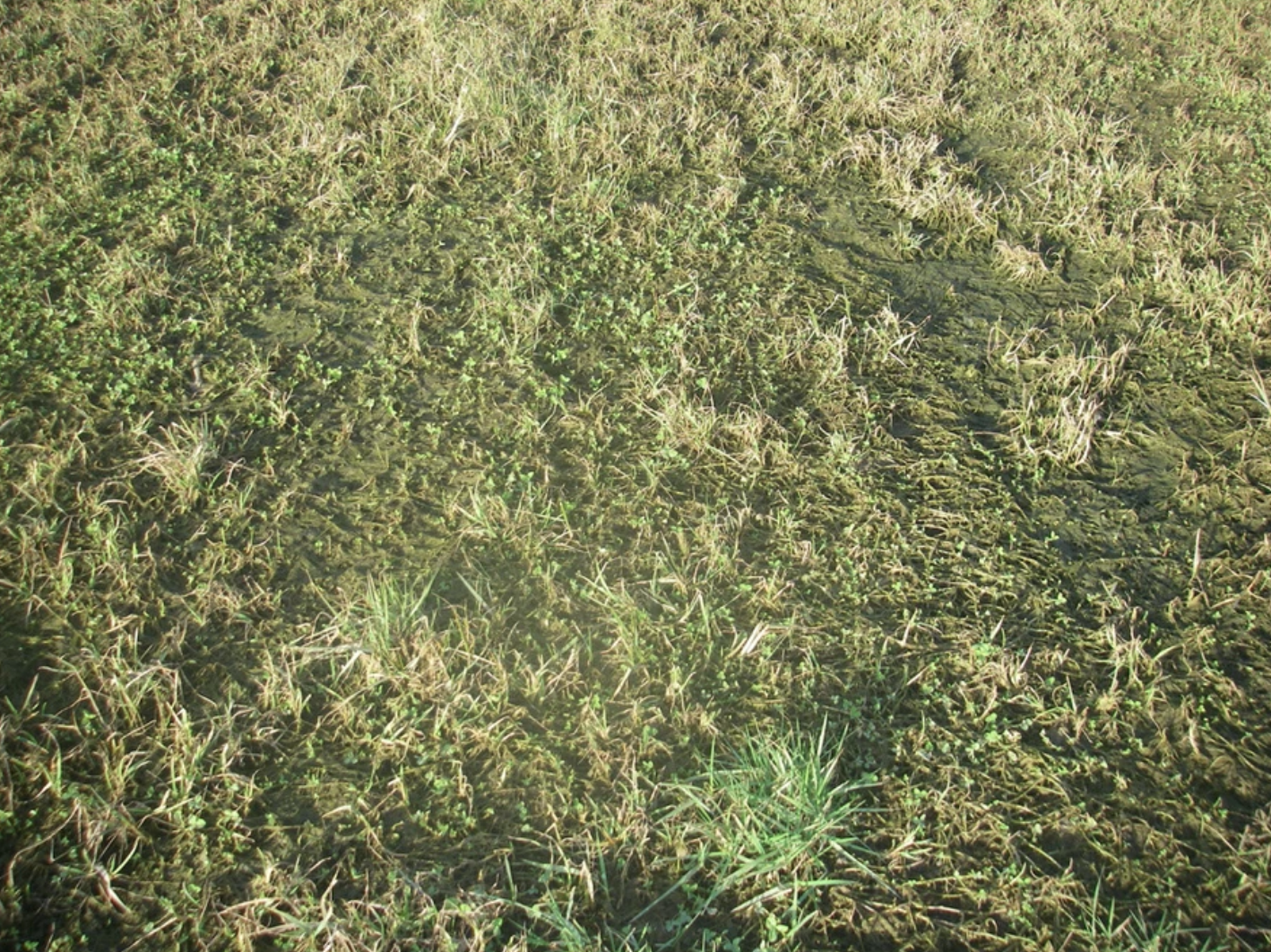 A muddy, grassy field with patches of green algae and wet areas.