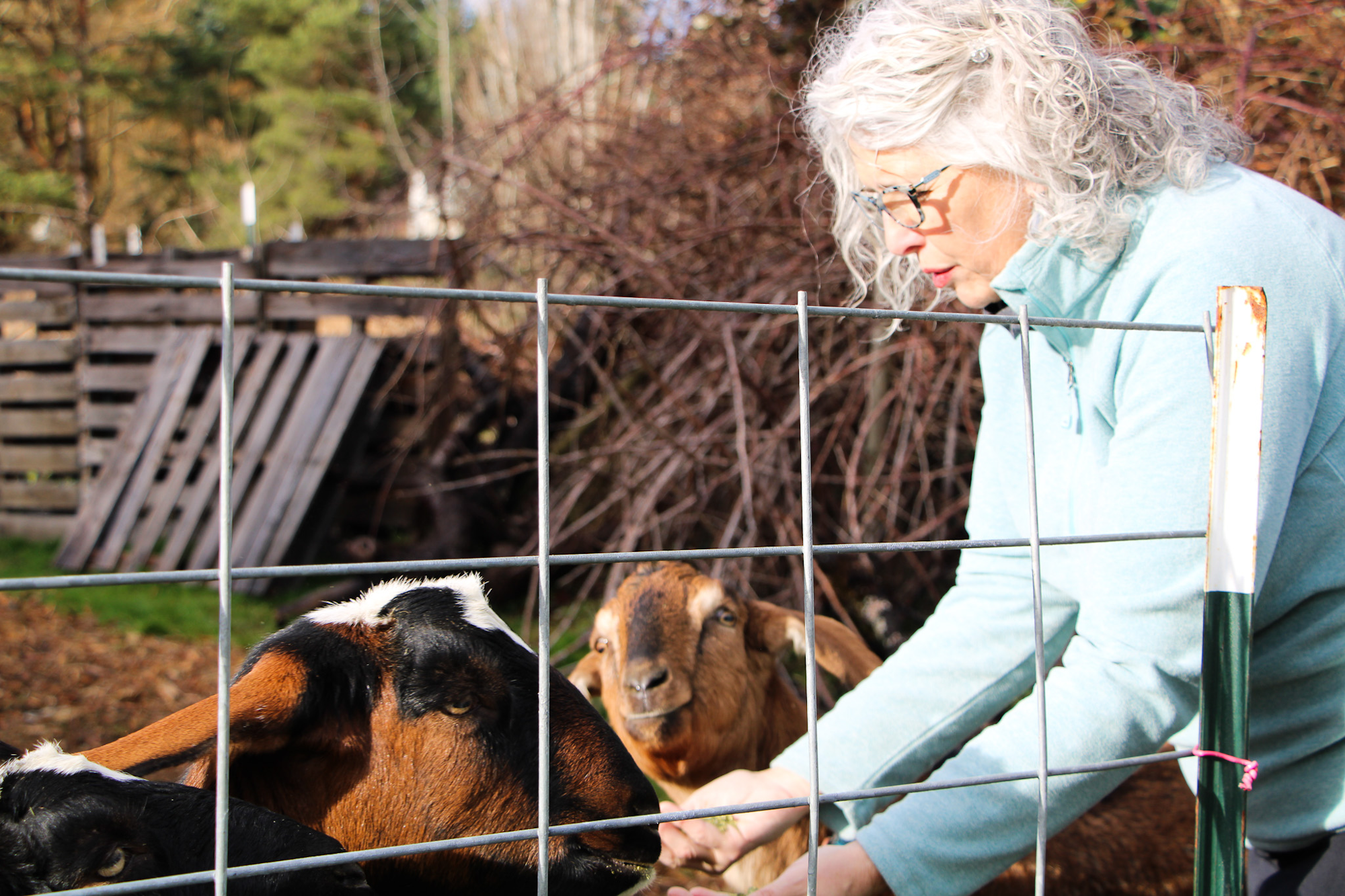 A person in a light blue sweater is feeding goats through a wire fence.