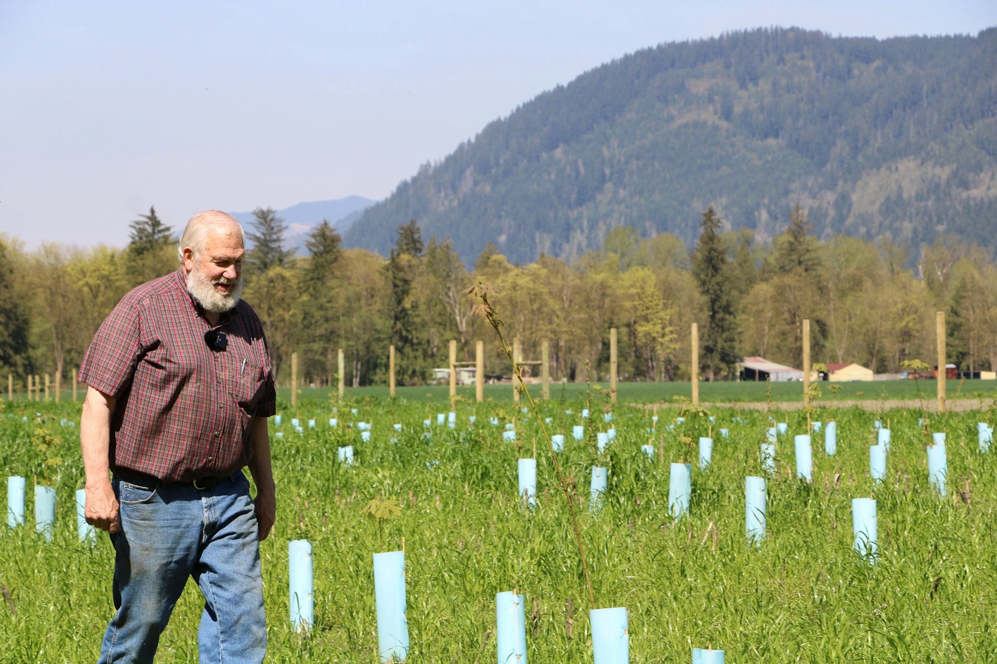 A person walking through a field with small plants protected by blue tubes, mountains and trees in the background.