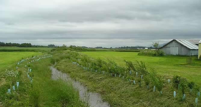 A rural landscape with a drainage ditch, young plants in tubes, large grassy fields, and a barn under a cloudy sky.