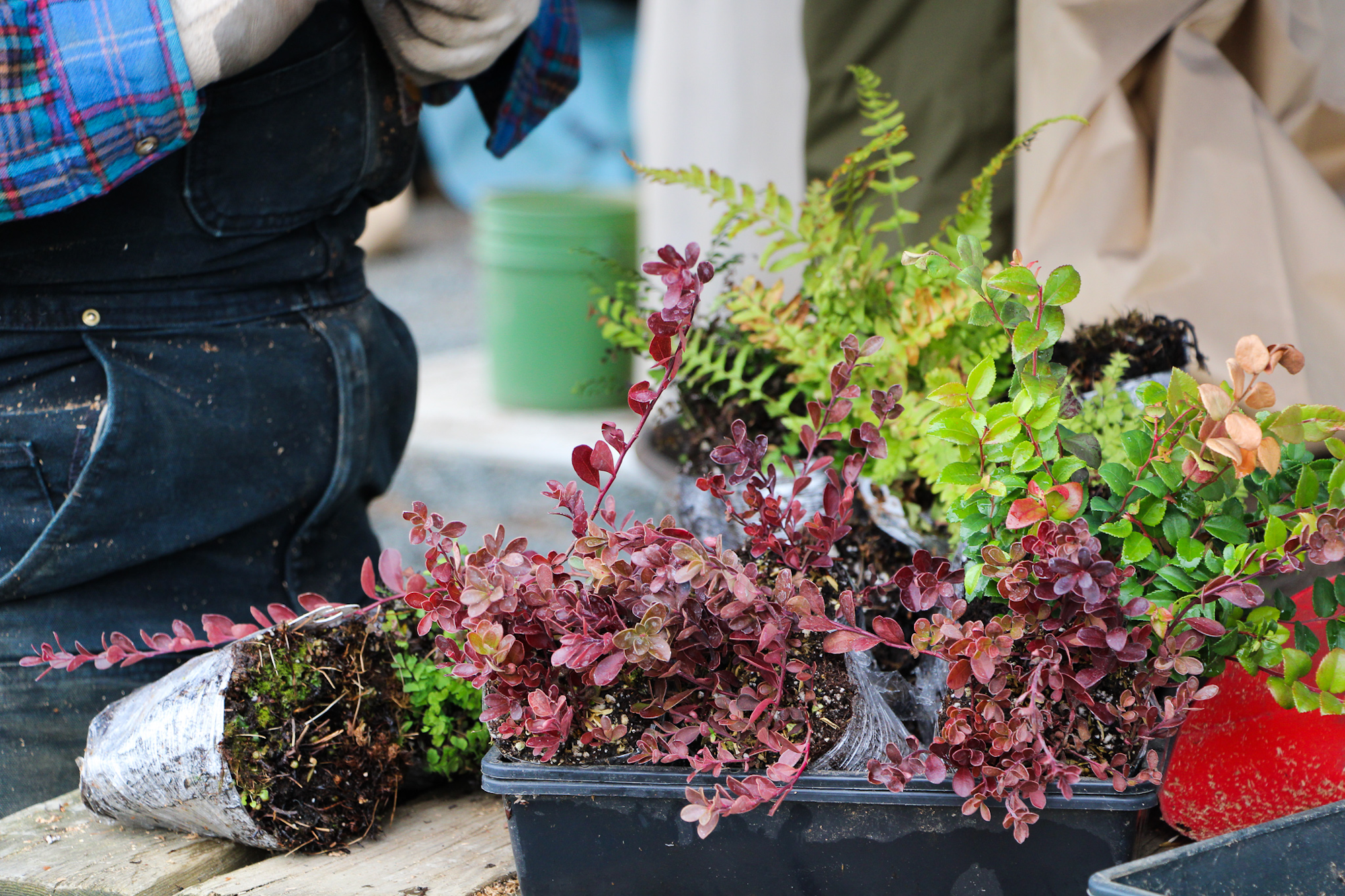 May contain: plant, potted plant, flower, flower arrangement, garden, nature, outdoors, clothing, jeans, pants, flower bouquet, person, jar, planter, pottery, vase, and leaf