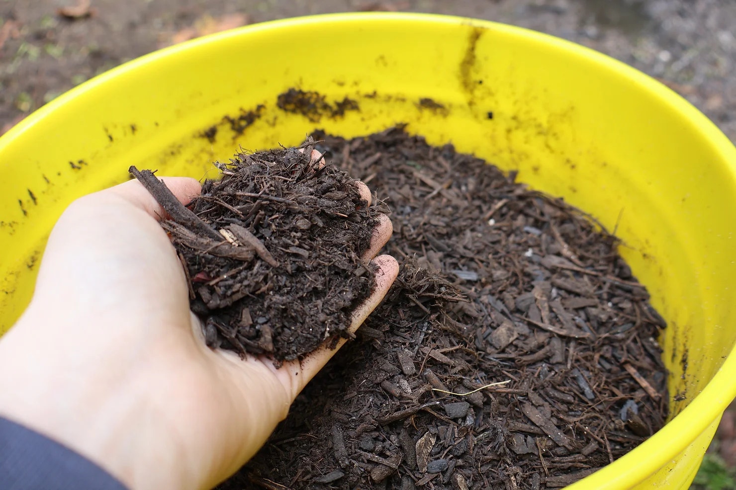 A hand holding mulch above a yellow bucket filled with more mulch.