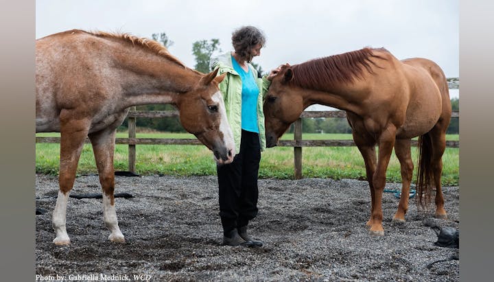 A person standing with two horses in a paddock, petting one of them.