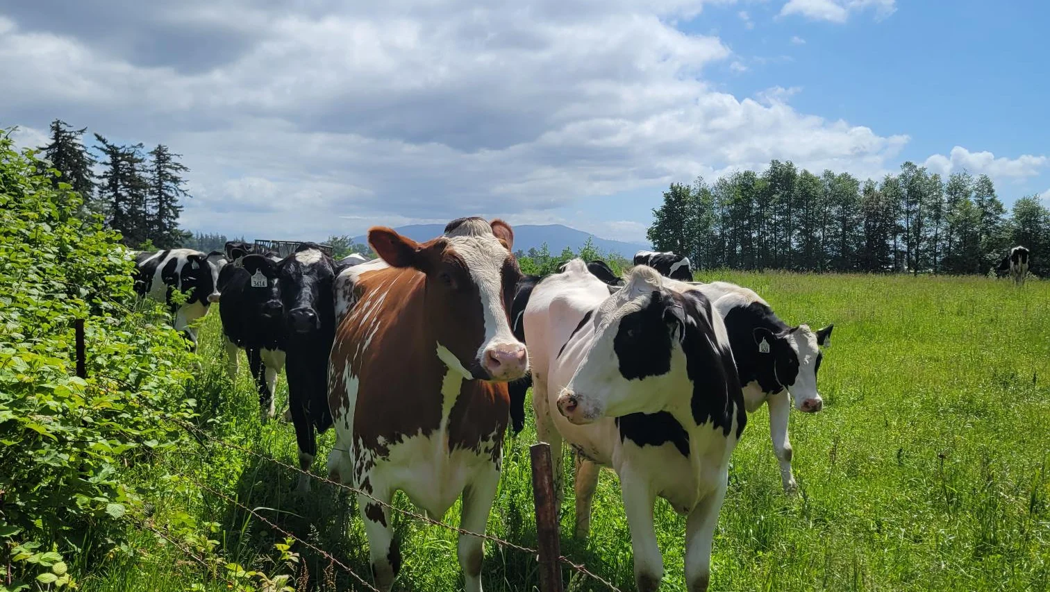 Cows standing in a grassy field with trees and a cloudy sky in the background.