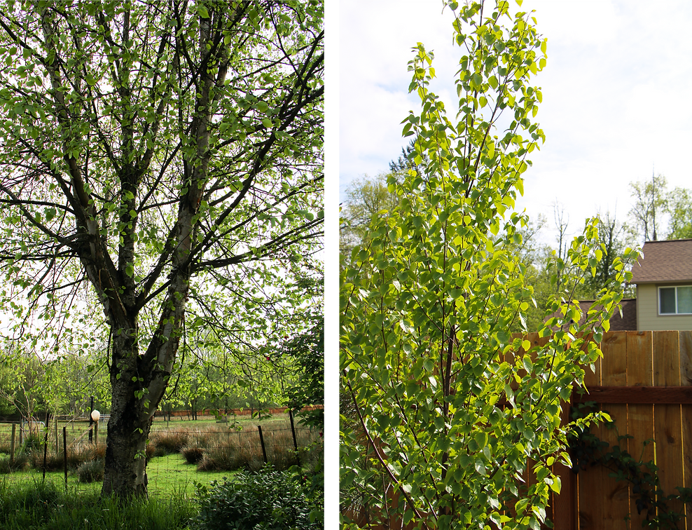 Two images of trees with green leaves; the left one in an open field, the right one in a fenced backyard.