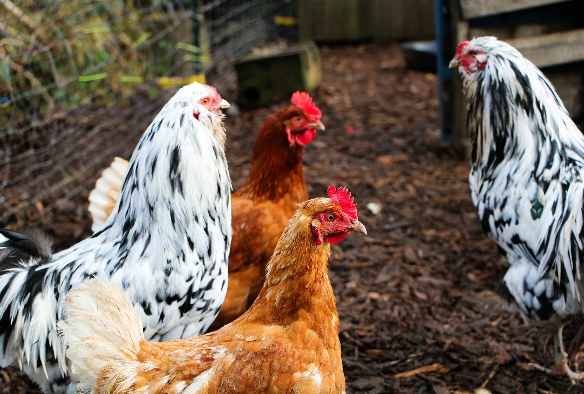 Colorful chickens standing in a coop with a dirt and woodchip floor.