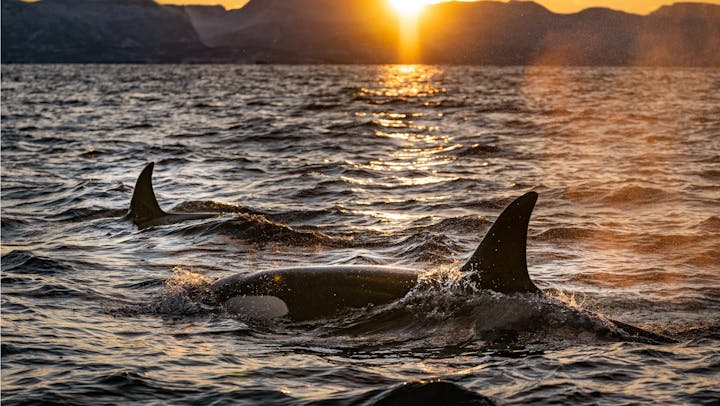 Orcas swimming in the ocean at sunset, with mountains in the background.
