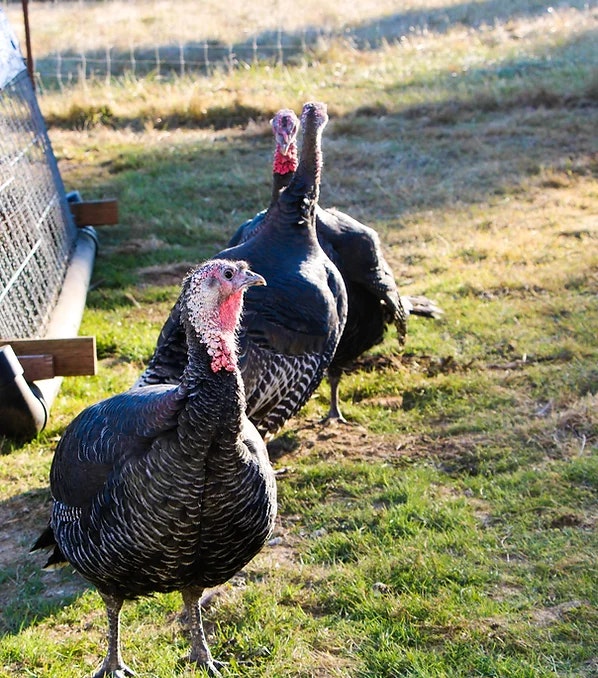 Three turkeys standing on grass near a wire fence.