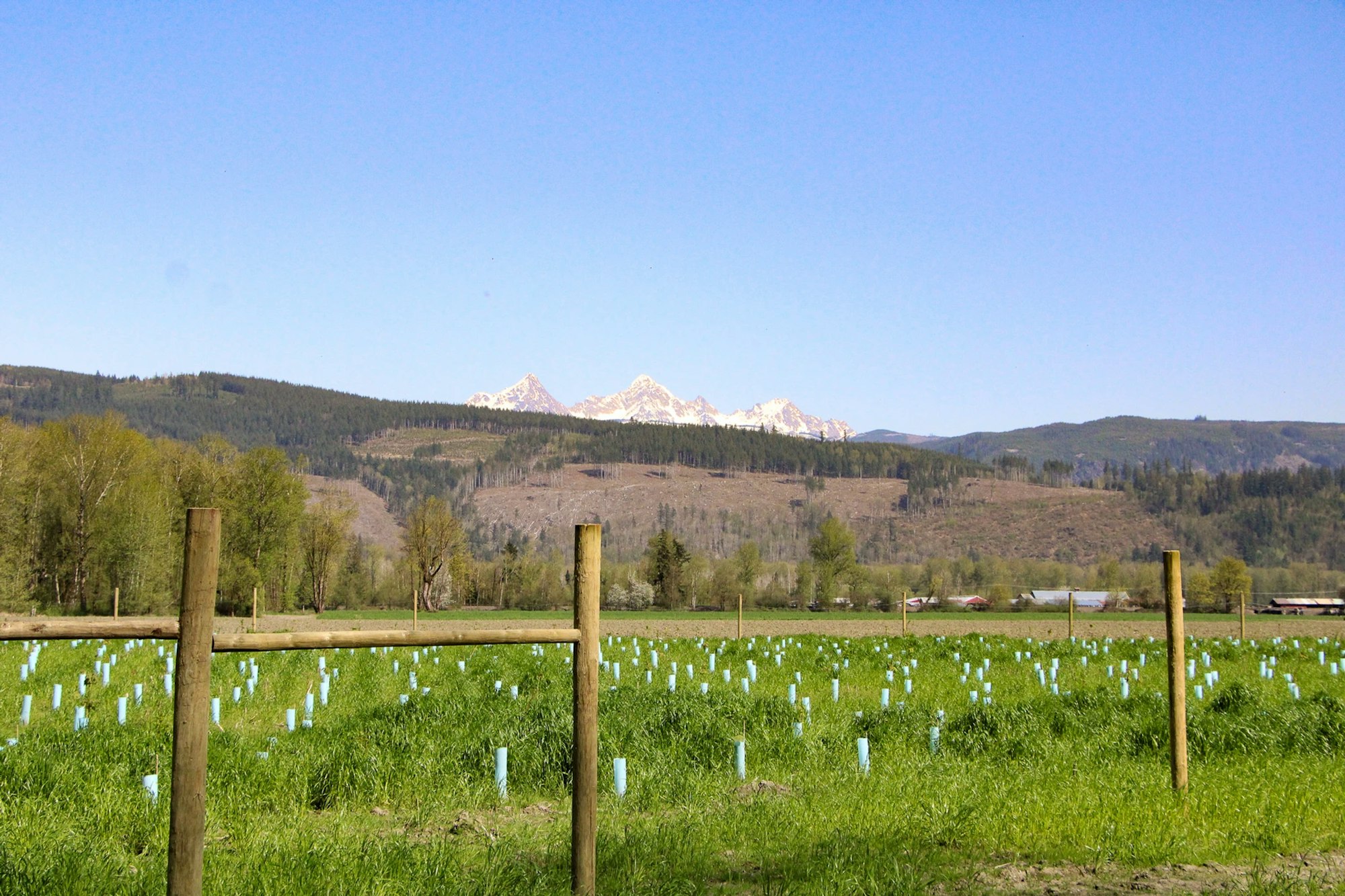 A field with rows of small plants in protective tubes, wooden fence posts, hills, and mountains under a blue sky.