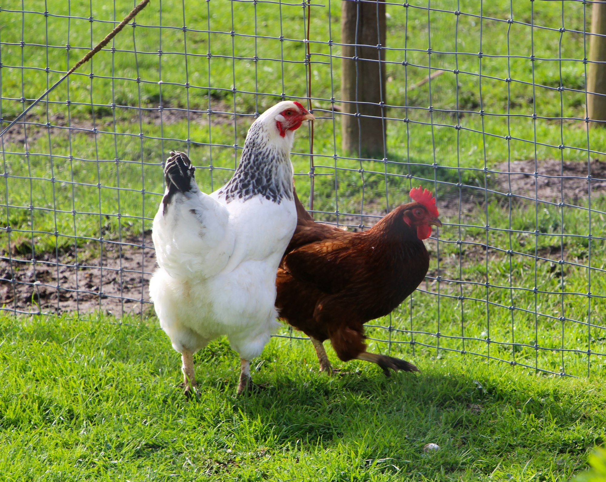 Two chickens standing on grass near a wire fence.