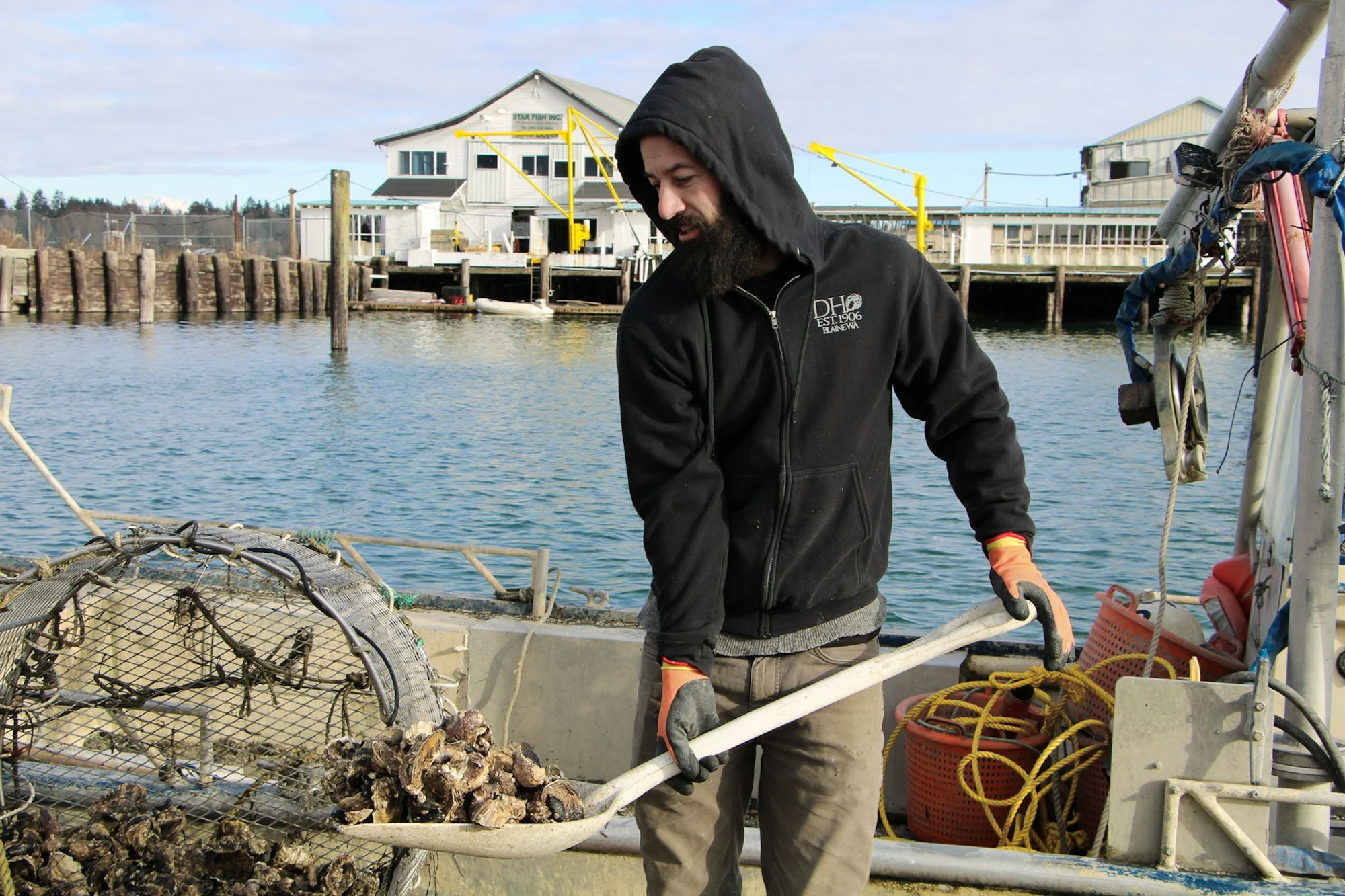 A person on a boat handling oysters, wearing a hoodie and gloves, with water and docks in the background.