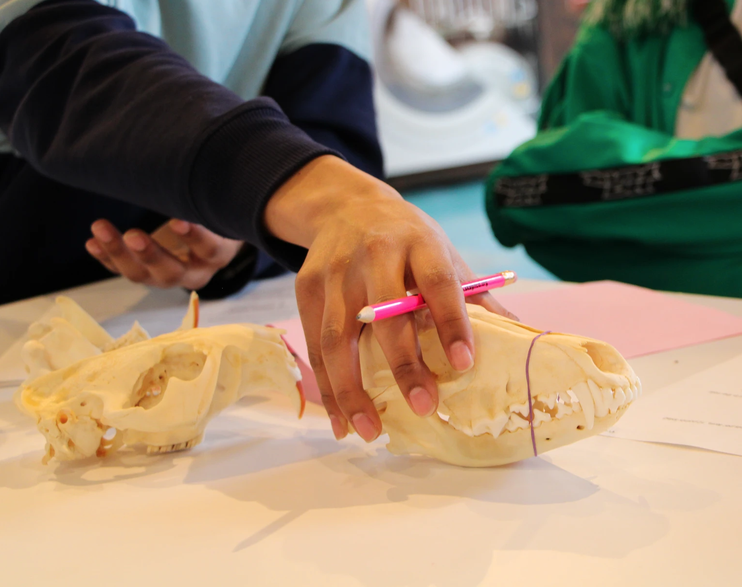 A person examining two animal skulls on a table, holding a pencil.