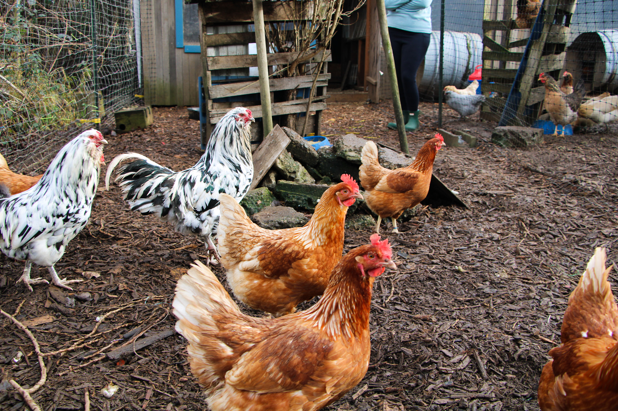 Chickens and roosters in a fenced outdoor area with a person in the background.
