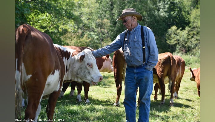 A man in a hat and suspenders gently pats a cow amidst a group, in a grassy field.