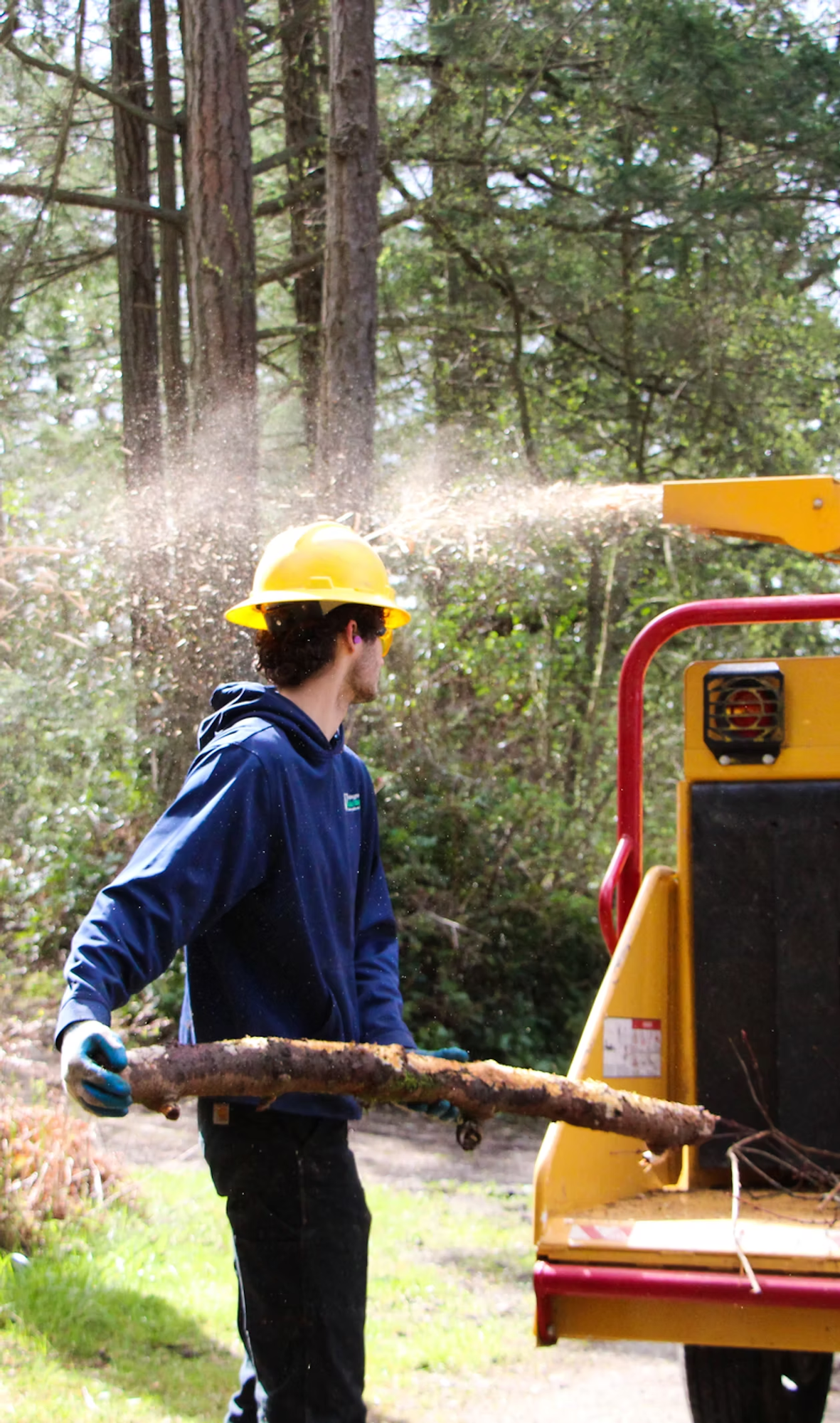 A person in a hard hat feeds a wooden branch into a wood chipper amidst a forest setting.