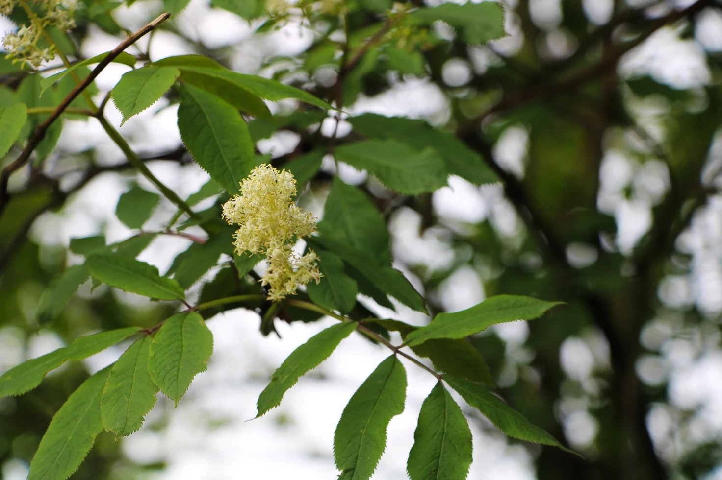 Green leaves and white flowers on a tree branch.