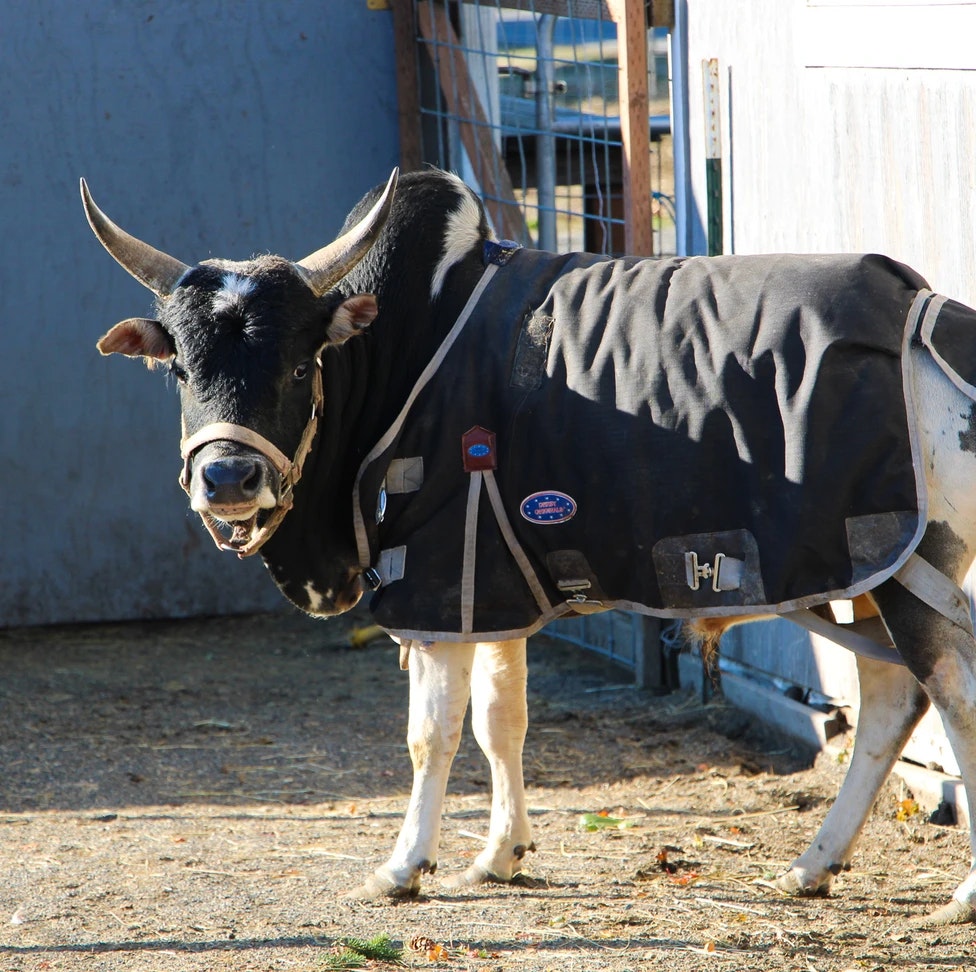 A cow with horns wearing a protective cover in a fenced area.