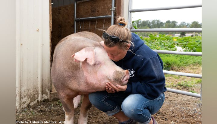 A person affectionately kissing a pig on a farm.