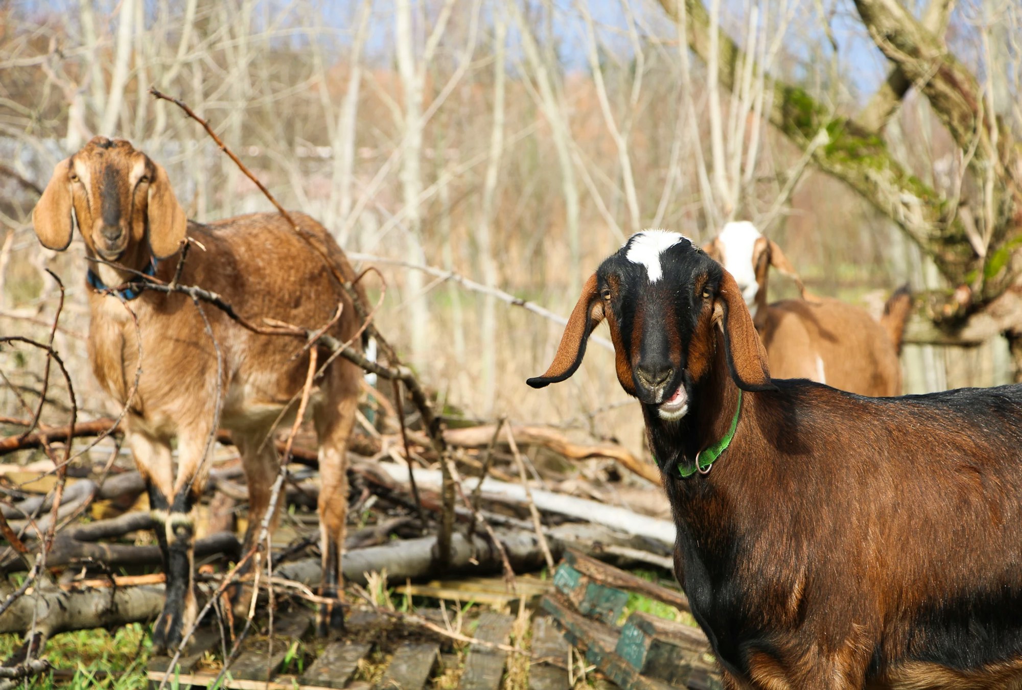 Two goats in a wooded area with branches and logs.