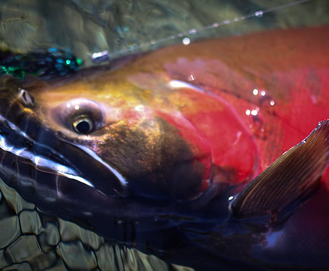 A colorful fish with a red and gold body is partially submerged in water, displaying vibrant patterns.