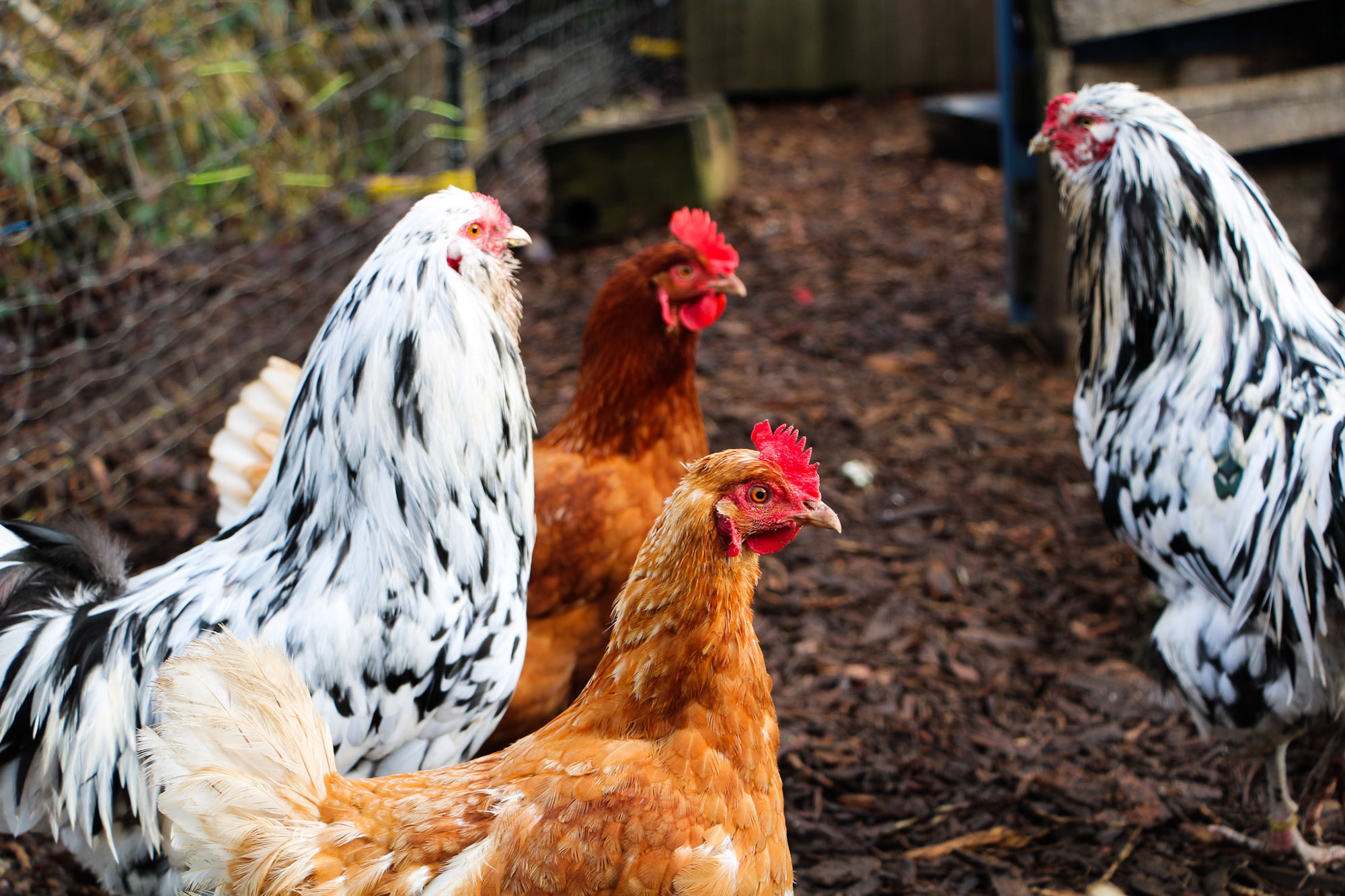 Chickens with varying plumage colors standing on a dirt surface.