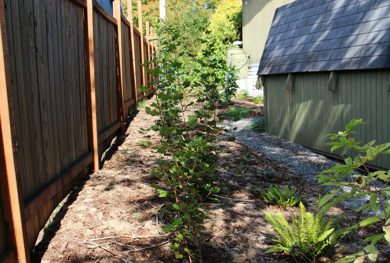 A narrow garden path runs alongside a wooden fence, with small plants and shrubs growing.