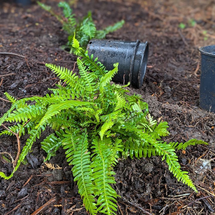 A fern planted in soil with an empty black pot lying nearby.