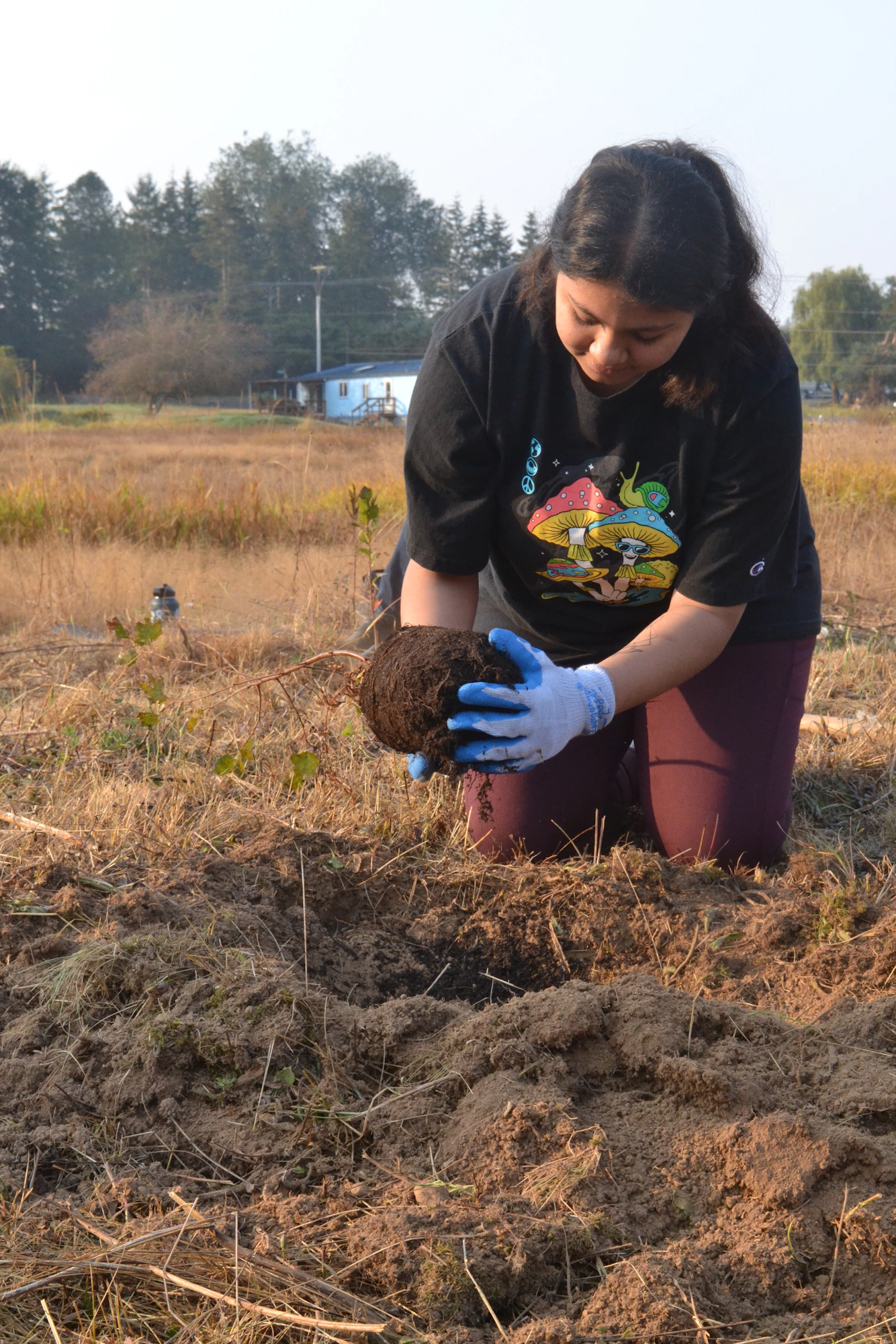A person kneels on the ground planting a sapling in a field, wearing blue gloves and a black shirt.