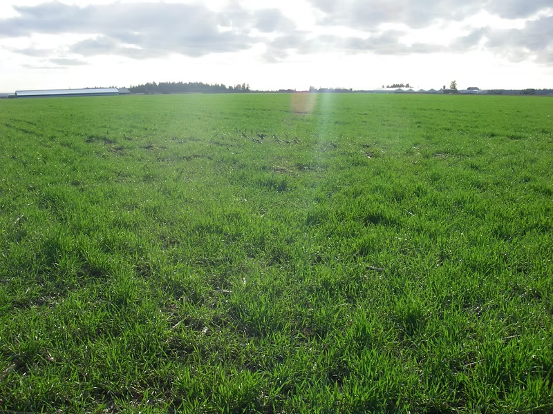A wide green grassy field under a cloudy sky with a sunbeam.
